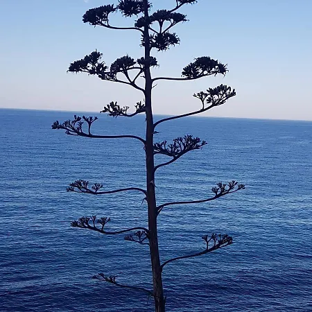 Alanya Apartment